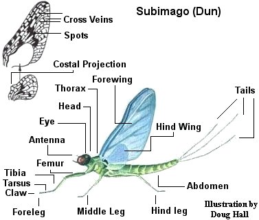 Mayfly Dun Genus Identification